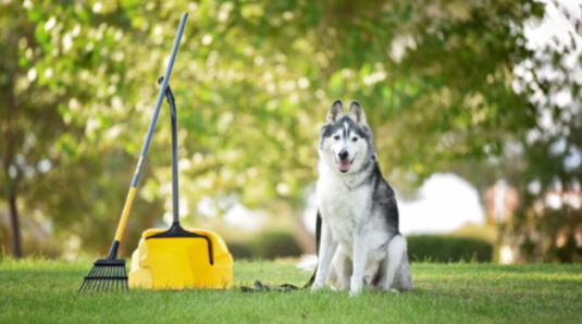 Why Professional Pet Waste Removal Is a Game Changer for Pet Owners